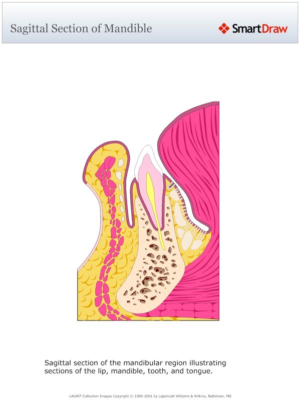 Sagittal_Section_of_Mandible