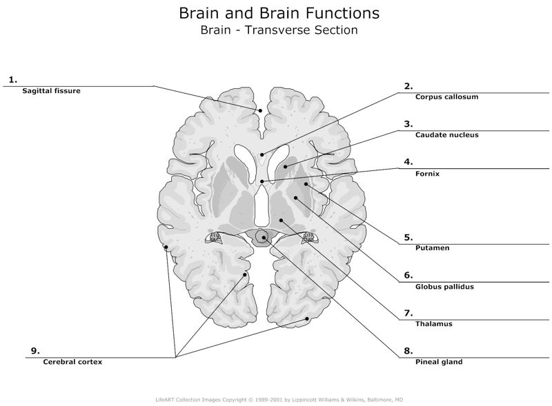 Brain_and_Brain_Functions Brain_Transverse_Section