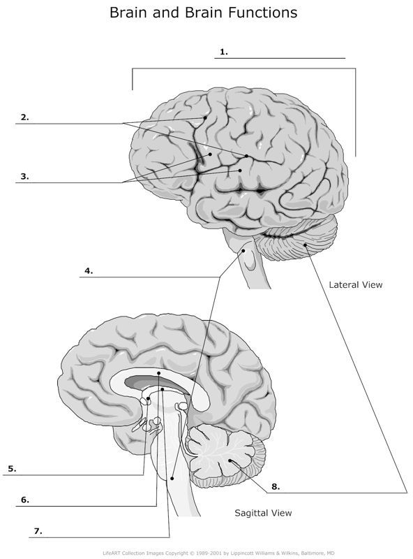 Brain_and_Brain_Functions
