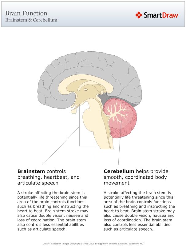 Brain_Function