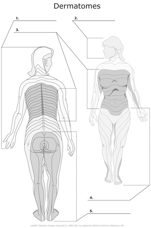 Dermatomes