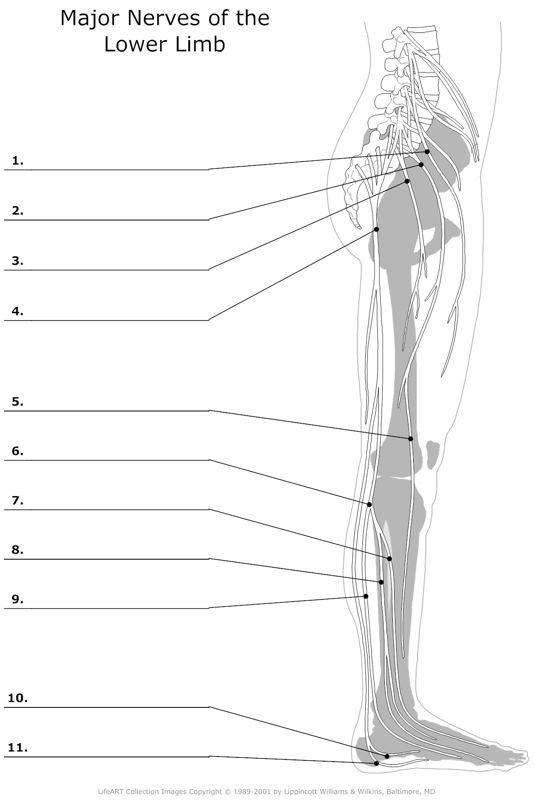Major_Nerves_of_the_Lower_Limb