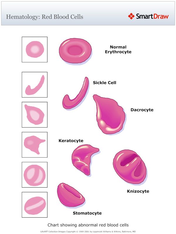 Hematology_Red_Blood_Cells