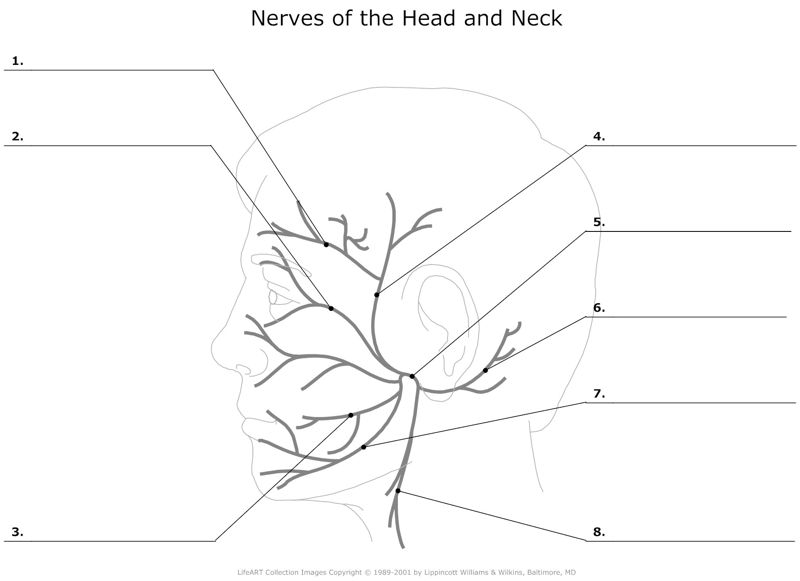 Nerves_of_Head_and_Neck