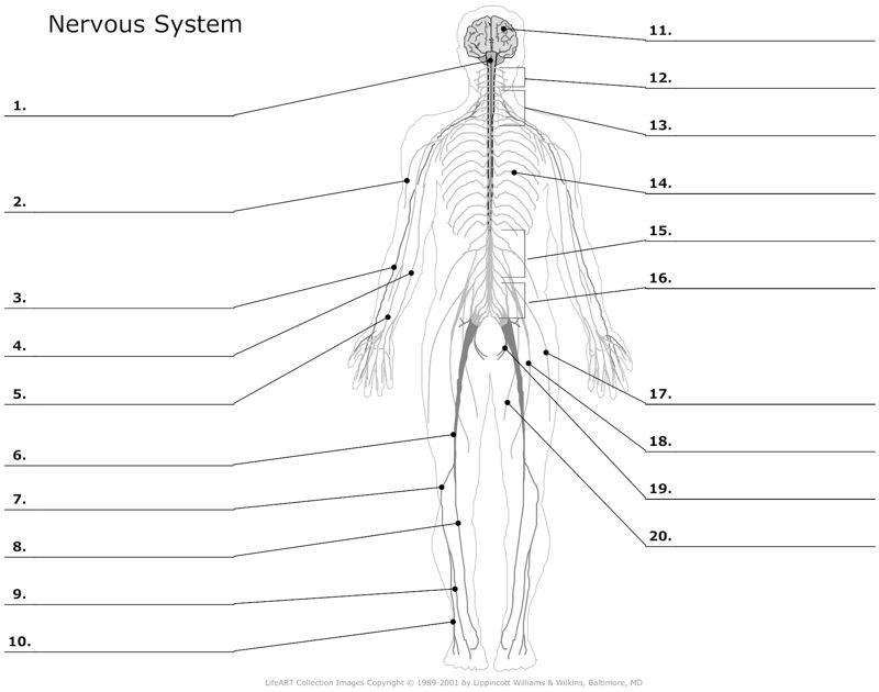Nervous_System