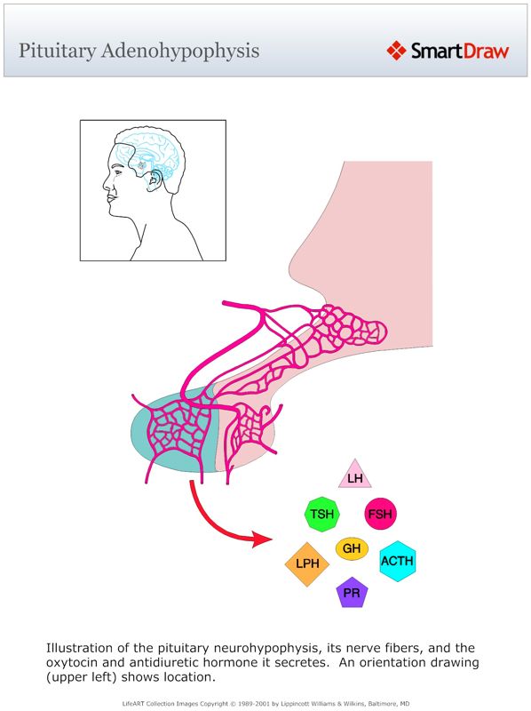 Pituitary_Adenohypophysis