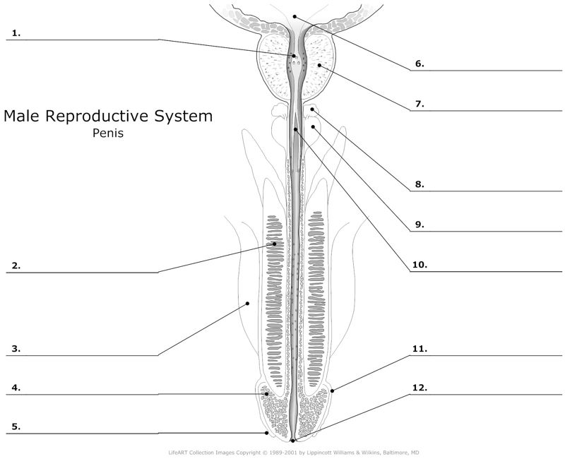 Male_Reproductive_System Penis