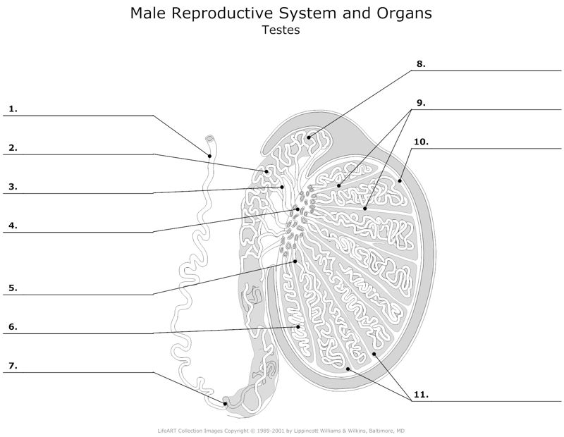 Male_Reproductive_System Testes