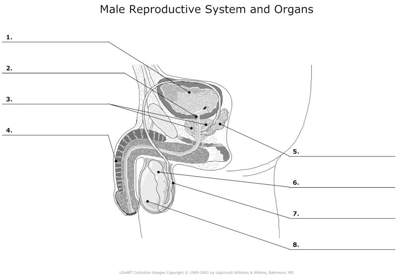 Male_Reproductive_System