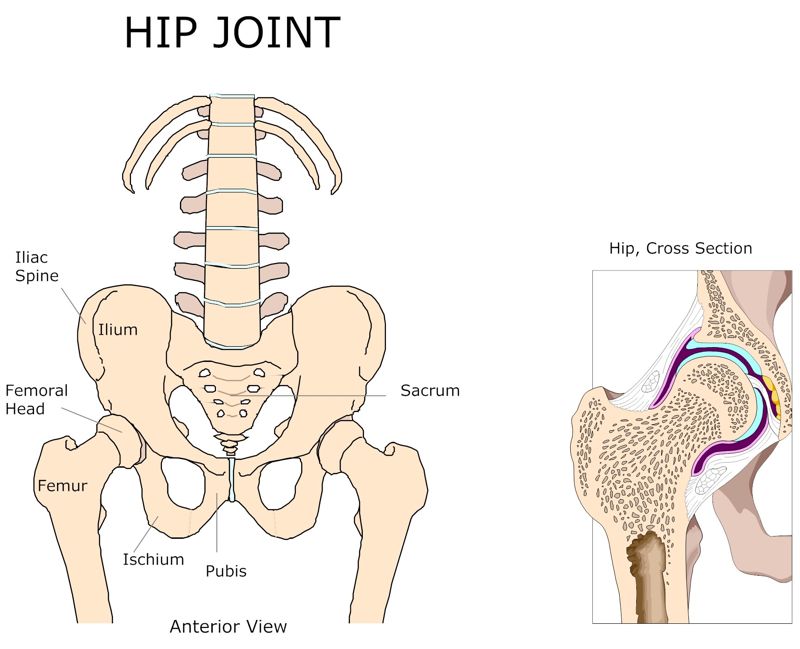 HIP_JOINT