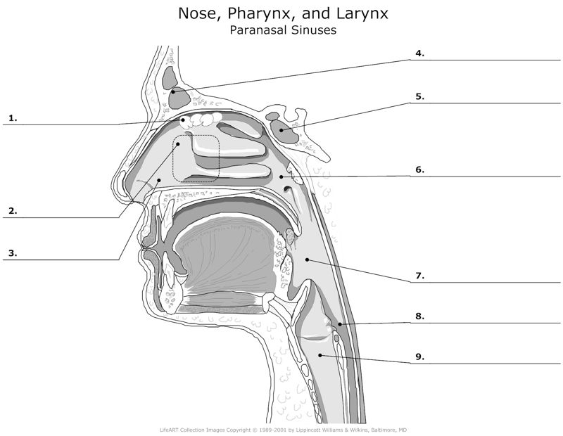 Nose_Pharynx_and_Larynx Paranasal_Sinuses