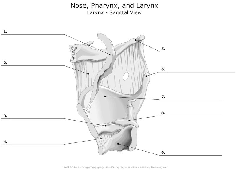 Nose_Pharynx_and_Larynx Larynx_Sagittal_View