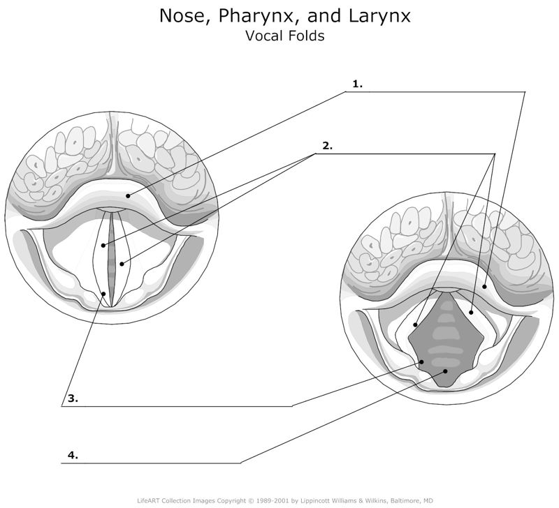 Nose_Pharynx_and_Larynx Vocal_Folds