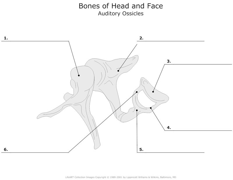 Bones_of_Head_and_Face Auditory_Ossicles