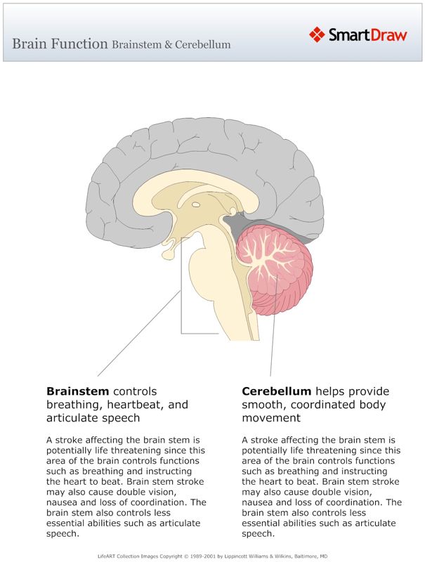 Brain_Function_Brainstem_&_Cerebellum