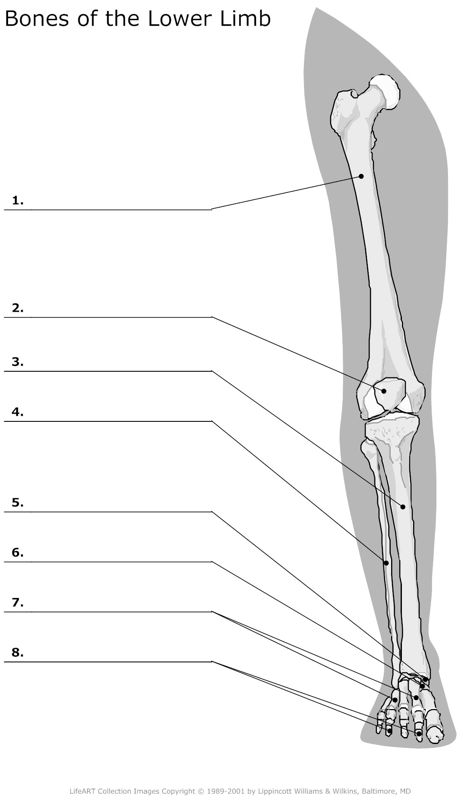 Bones_of_the_Lower_Limb