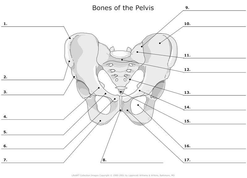 Bones_of_the_Pelvis