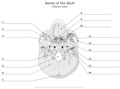 Bones_of_the_Skull Inferior_View