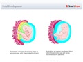 Fetal_Development2