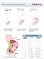 Fetal_Growth_During_Pregnancy