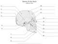 Bones_of_the_Skull Lateral_View