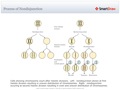 Process_of_Nondisjunction