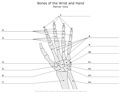 Bones_of_the_Wrist_and_Hand Palmar_View