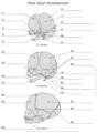 Fetal_Skull_Developement