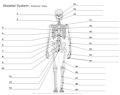 Skeletal_System Anterior_View