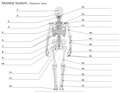 Skeletal_System Posterior_View