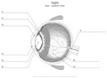 Sight Eye_Lateral_View