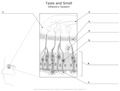 Taste_and_Smell Olfactory_System