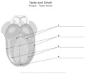 Taste_and_Smell Tongue_Taste_Zones