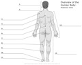 Overwiev_of_the_Human_Body Posterior_View