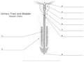 Urinary_Tract_and_Bladder Bladder(Male)