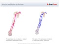 Arteries_and_Veins_of_the_Arm