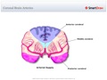 Coronal_Brain_Arteries