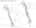 Blood_Vessels_of_the_Upper_Limb
