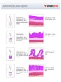 Alimentary_Canal_Layers