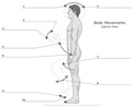 Body_Movements_Lateral-View