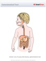 Gastrointestinal_Tract
