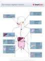 The_Human_Digestive_System