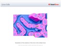 Liver_Cells