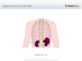 Organs_Protected_by_the_Ribs