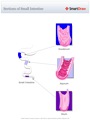 Sections_of_Small_Intestine