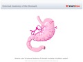 External_Anatomy_of_the_Stomach