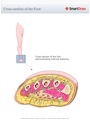 Cross-section_of_the_Foot