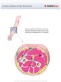 Cross-section_of_the_Forearm