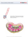 Cross-section_of_the_Hand