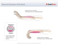 Flexors_&_Extensors_of_the_Hand